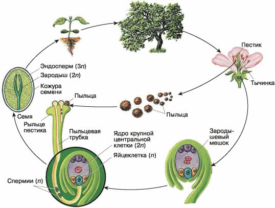 Циклы развития растений схемы