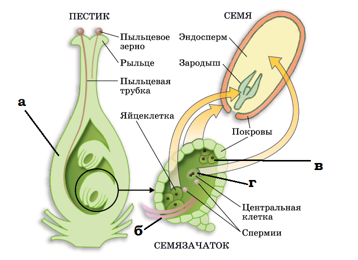 Каким номером на рисунке обозначен процесс оплодотворения