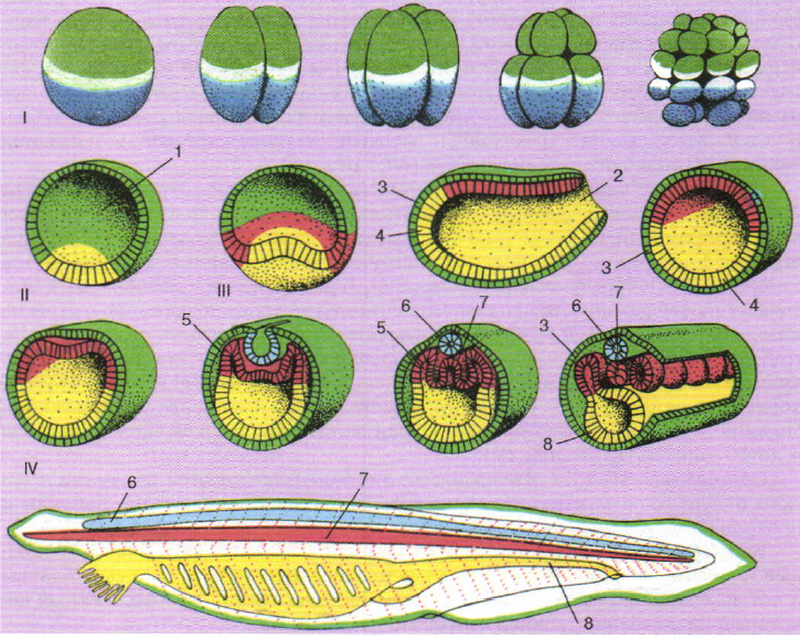 Стадии развития зародыша ланцетника. Эмбриогенез ланцетника. Этапы эмбрионального развития ланцетника. Основные этапы эмбрионального развития ланцетника.